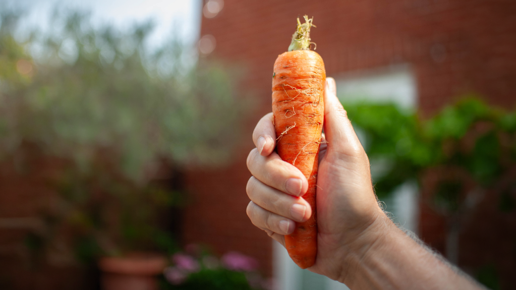 Arm outstretched holding a single carrot with a garden in the background