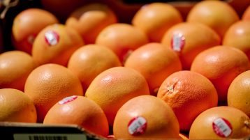 Cardboard crate of fresh grapefruits