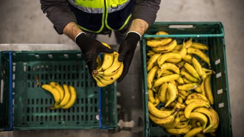 Birds-eye image of man sorting piles of bananas from one crate to another